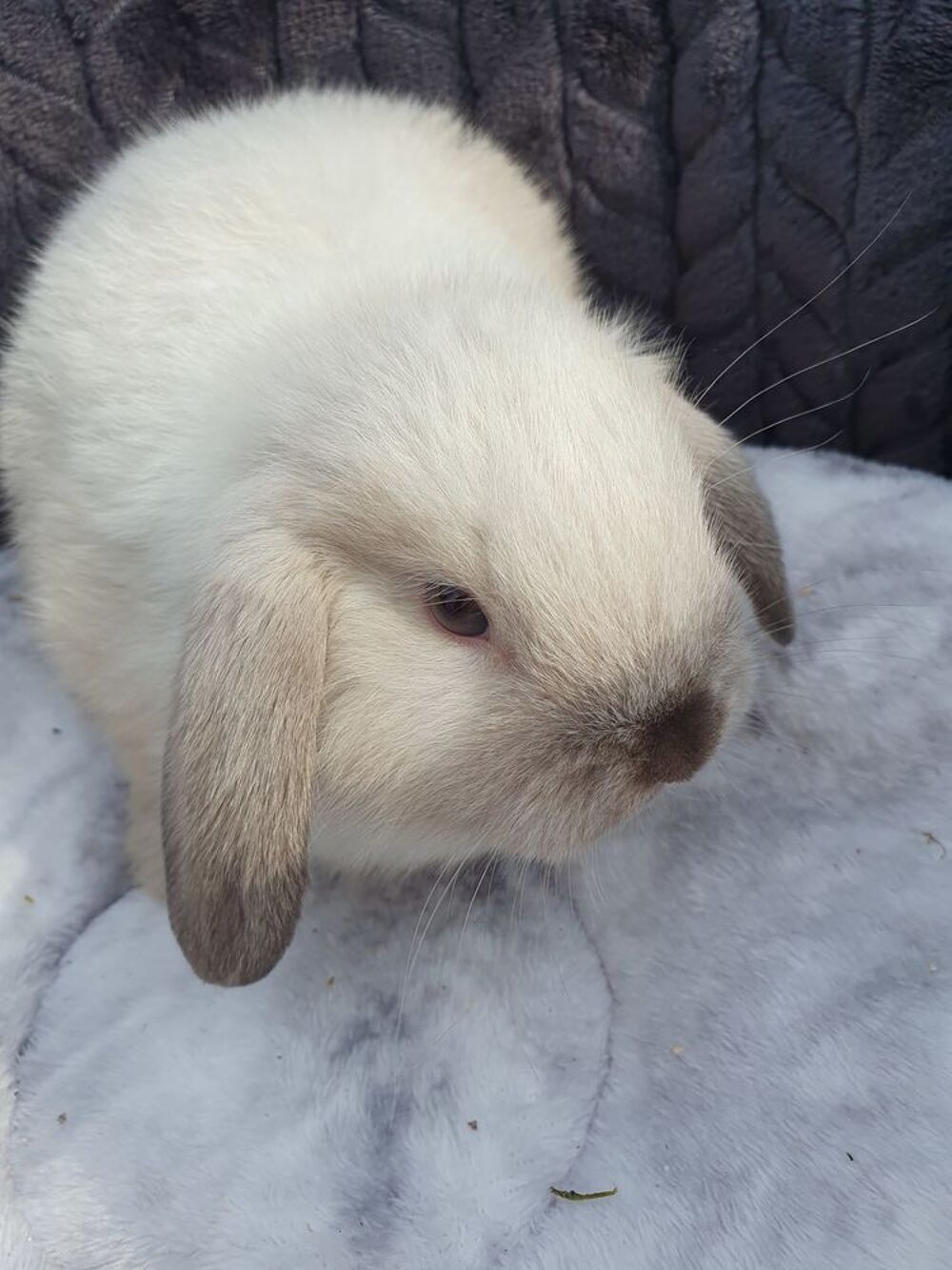   Bbs lapins minilops  