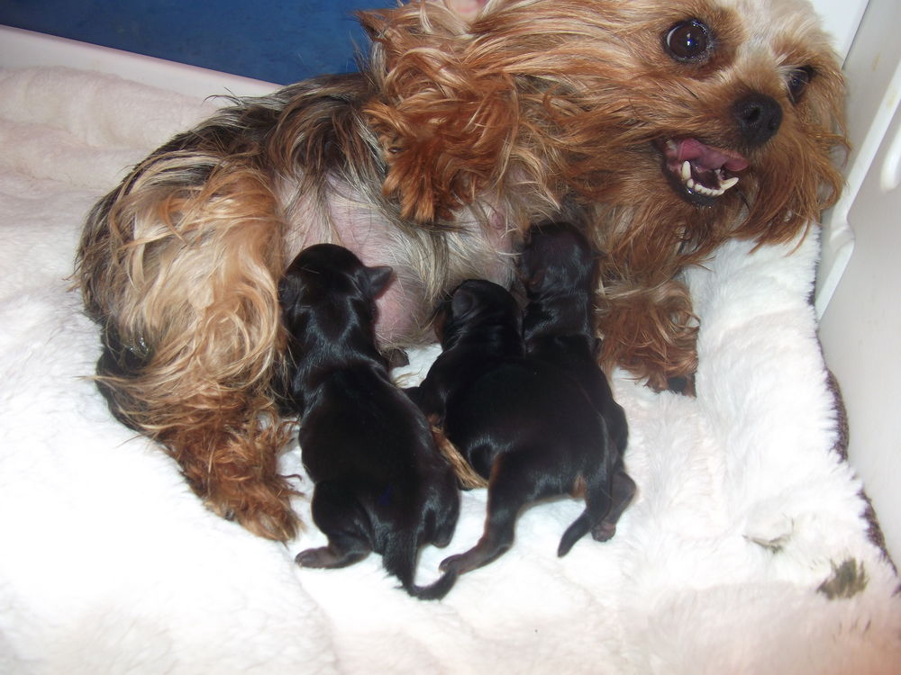   CHIOTS YORKSHIRE TERRIER 