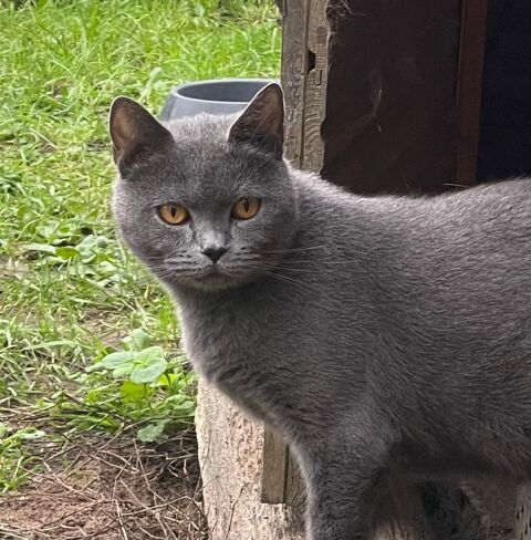 Magnifiques femelles chartreux 0 37000 Tours