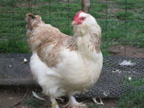    Oeufs poule coq FAVEROLLES ALLEMANDE 