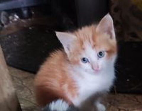   chatons 
