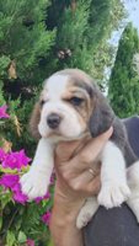   CHIOTS BEAGLES LOF 