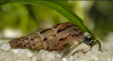 Escargot mangeur d'algues 1  les deux 1 92800 Puteaux
