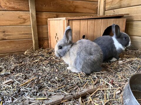 BEBES LAPINS 20 66430 Bompas