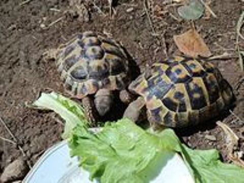   Perdu mes 2 tortues males aout 2025 