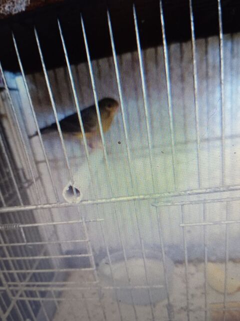 canaris 45 33450 Saint-loub�s