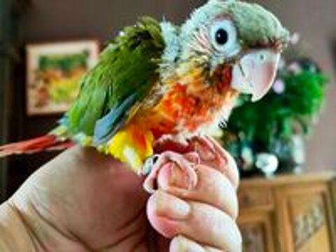   petit perroquet conure eam 