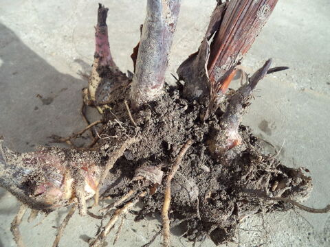 Bulbes de Cannas rouge beau feuillage 2 Villenoy (77)