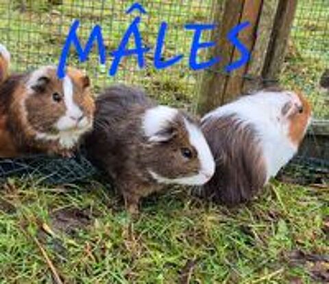   cochons d'inde 
M�les et femelles 