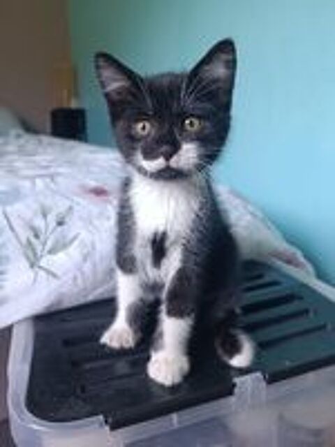   Chaton adoption  