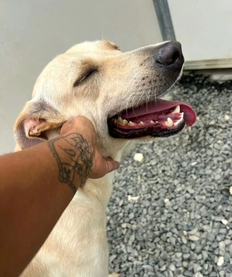 ✨️FRANKLIN ✨️ 🐶 350 28000 Chartres