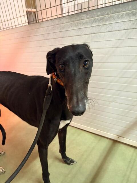 TRUFA🩷 risque &eacute;lev&eacute; de coups de foudre et d'invasions de c&acirc;lins 315 24140 Douville