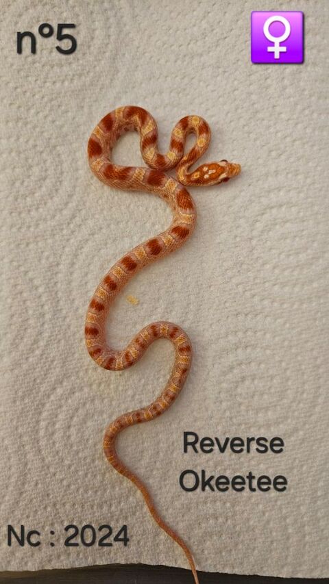 Pantherophis guttatus 38130 chirolles