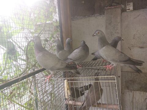 Pigeon ramier 30 93160 Noisy-le-grand