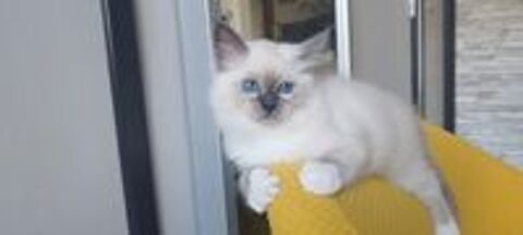   Chaton Mâle Sacré de Birmanie LOOF disponible immédiatement. 