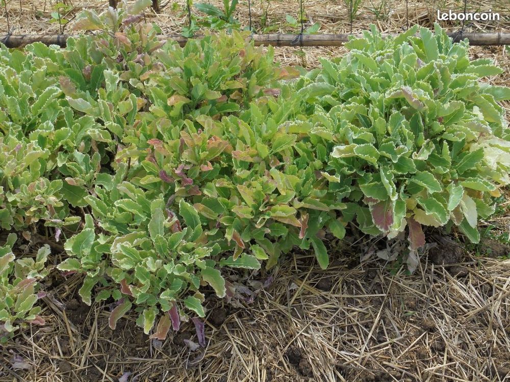 Plant rare vivace ancien perpetuel graines Jardin