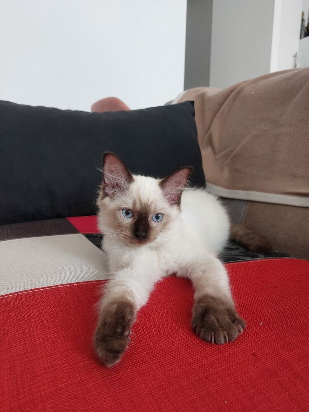   Chatons Ragdoll mâles disponibles à la réservation. 