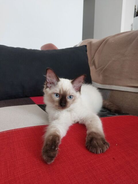 Chatons Ragdoll m&acirc;les disponibles &agrave; la r&eacute;servation. 1500 22100 Quévert