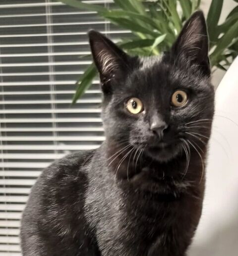 Adoption R&eacute;glisse 7 mois 0 91600 Savigny-sur-orge