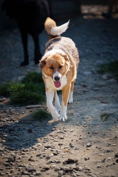 POPP SE TROUVE DANS UN REFUGE EN ROUMANIE 0 75018 Paris