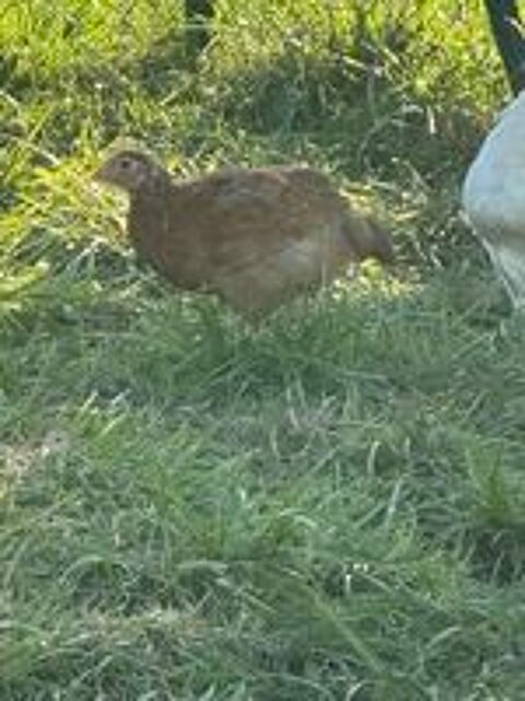   Poulettes 3 mois 