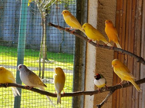 Oiseaux  canaris  femelles ou m&acirc;les 20 44860 Pont-saint-martin