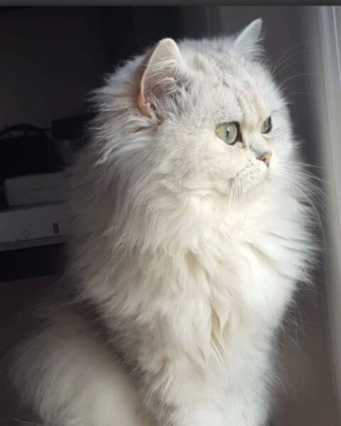 Magnifique M&acirc;le adulte persan chinchilla 1000 92600 Asni�res-sur-seine