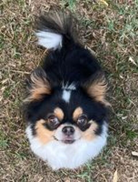   Saillie chihuahua 