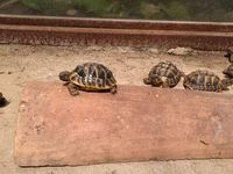   Tortue femelle 