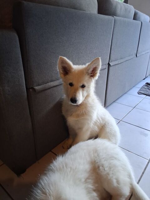 Chiot femelle  berger blanc suisse 1000 56800 Taupont