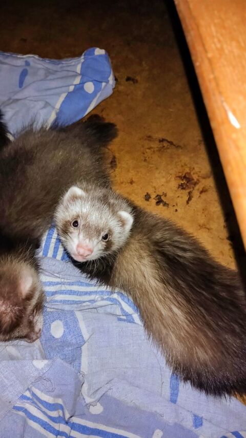 Furetons domestiques 0 09130 Artigat