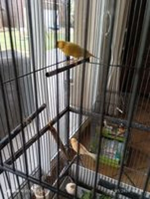   Couple reproducteur canaris  