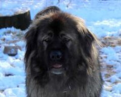   HENJOY, beau Berger de Caucase � l'adoption 