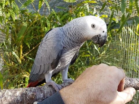 Perroquet gris du gabon apprivoisé parleur 1950 35136 Saint-jacques-de-la-lande