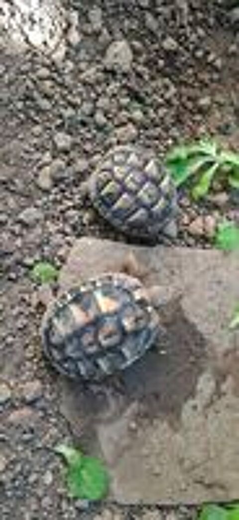   Bébés tortues  