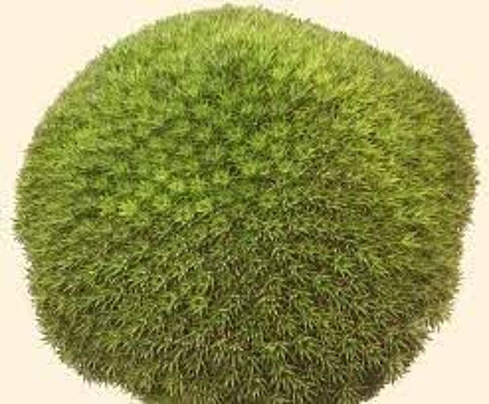 DEUTEROCOHNIA BREVIFOLIA : 1 BELLE BOUTURE RAMIFIEE RARE! Jardin