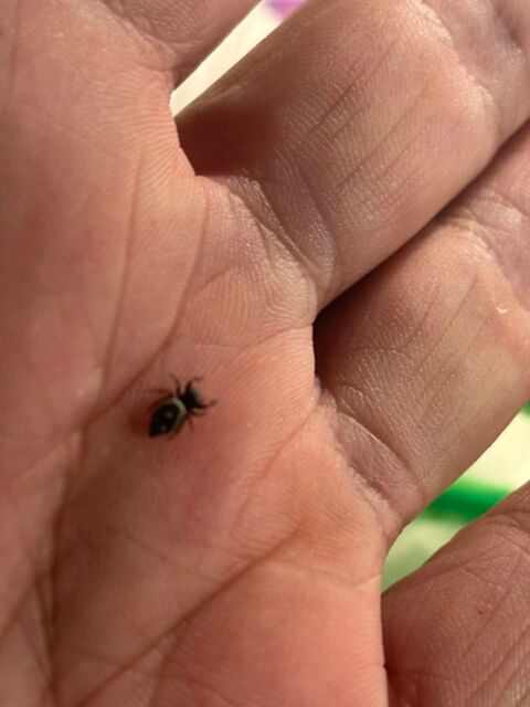 J'aurais &agrave; placer des phidippus regius Bahamas
Taille L4
15 29800 Landerneau