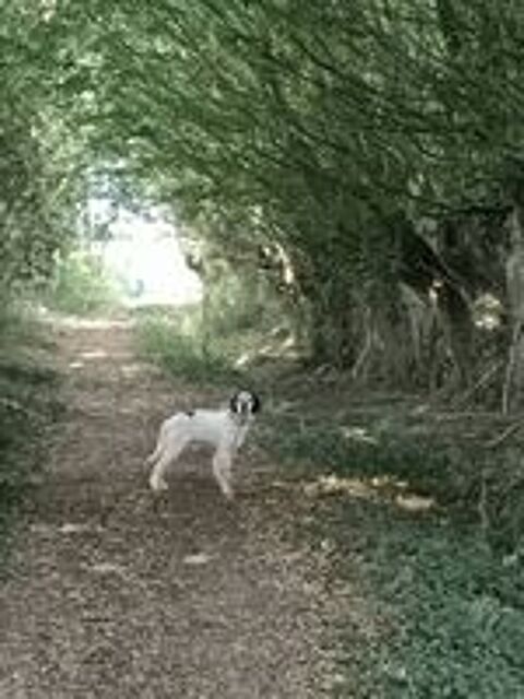   setter anglais a donner 
