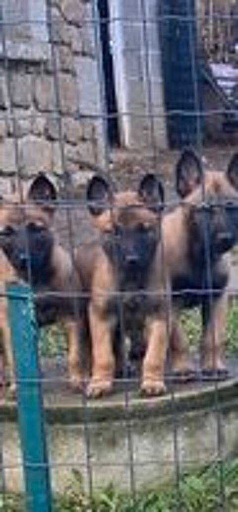   Chiots malinois à réserver . 