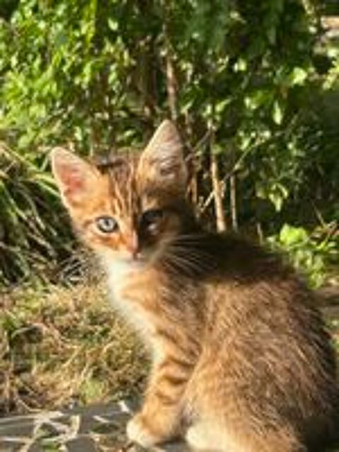   Quatre petits chatons  