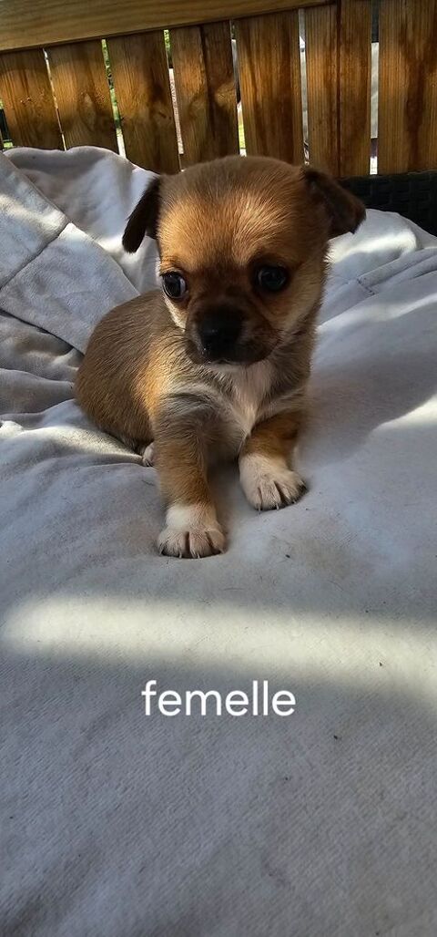 chihuahua 700 31230 Montbernard