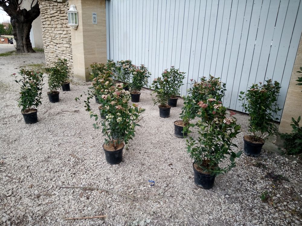 Arbuste de haie Laurier Tin en container 3 litres Jardin