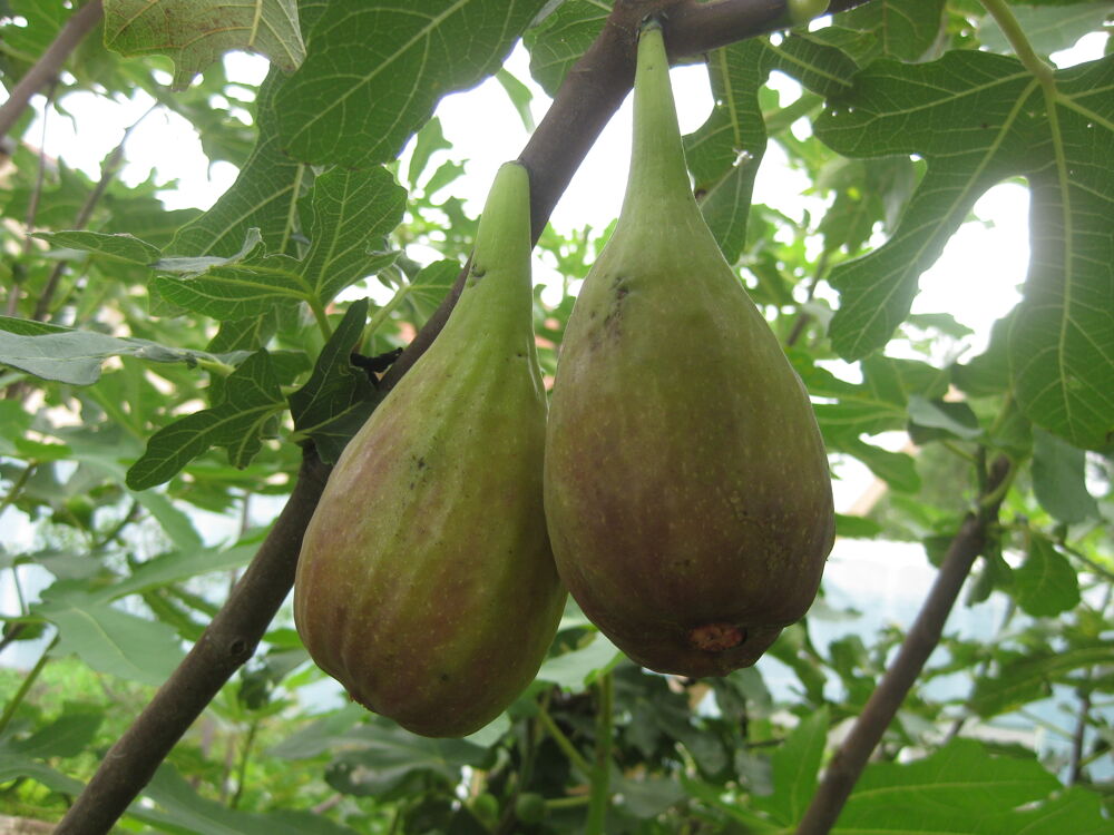 PLANTS DE FIGUIERS A REPIQUER JUSQU'AU DEBUT DU PRINTEMPS Jardin