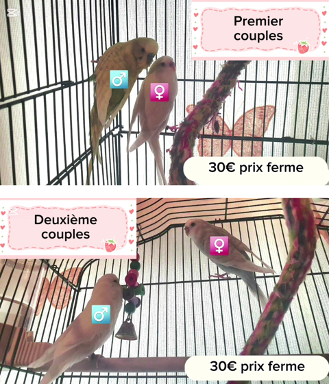 2 couples de perruches ondulées 30 46100 Figeac