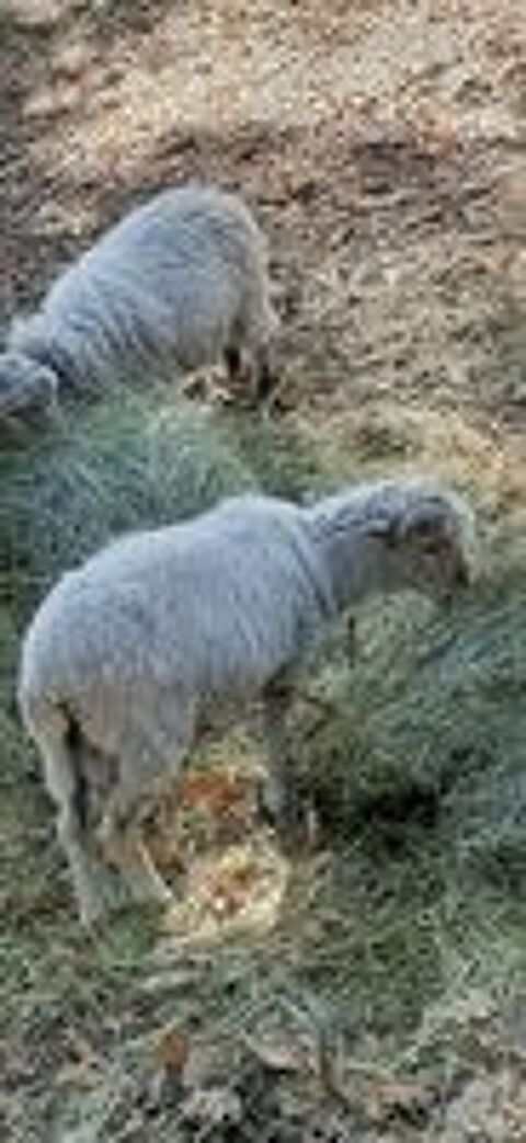   Mâles blanc moutons Ouessant  