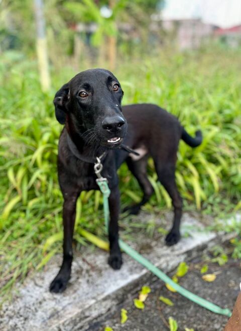 Dusty, m&acirc;le crois&eacute; berger, n&eacute; le 15/06/2025 🐶 380 45000 Orl�ans