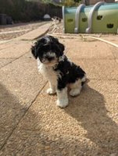   Rares : chiots caniches nains bicolores inscrits lof 