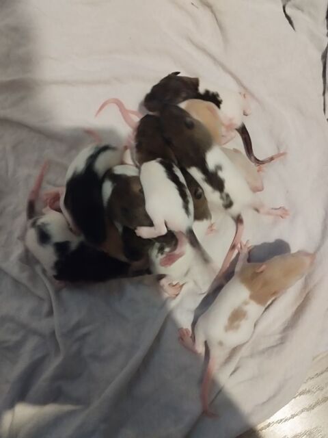 Ratons mâles et femelles 5 59210 Coudekerque-branche