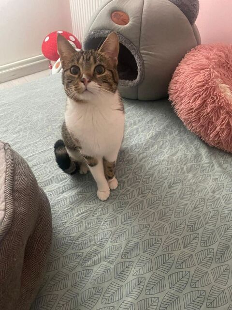 Mia, une jeune chatte de 11 mois au caract&egrave;re en or ! 180 75017 Paris