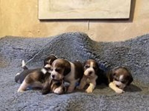   Chiot beagle
